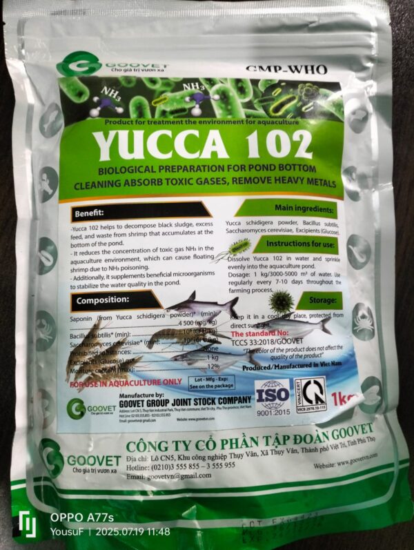 Yucca 102